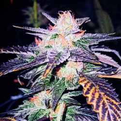 Cacao Kush - Regular Cannabis Seeds - Legacy Line