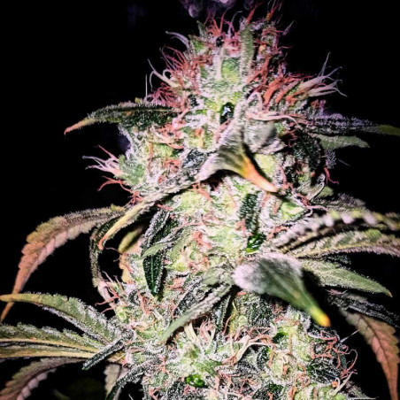 Veteran Sativa - Semillas de marihuana regulares - Legacy Line