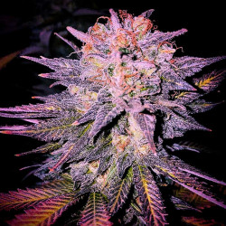 Notre-Dame - Legacy Line regular cannabis seeds - White widow x Pow