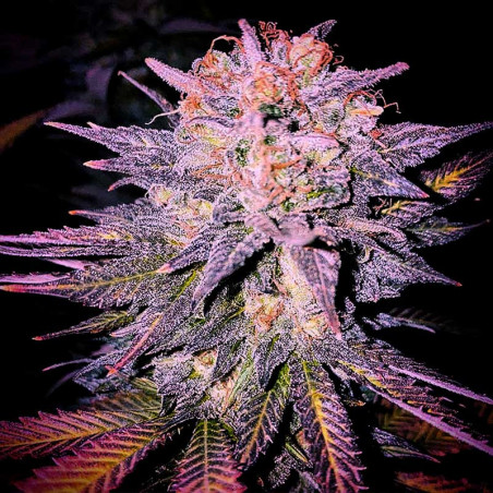 Notre-Dame - Regular Cannabis Seeds - Legacy Line