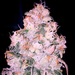 Bubba Haze - Graines de cannabis régulières - Legacy Line