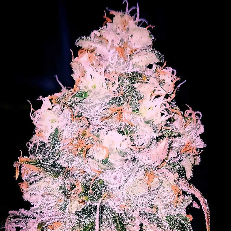Bubba Haze - Semi di cannabis regolari - Legacy Line