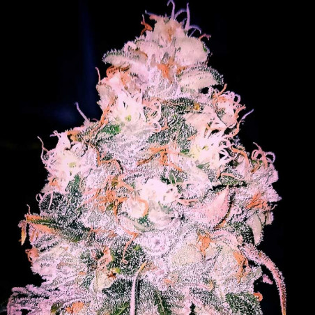 Bubba Haze - Regulären Cannabissamen - Legacy Line
