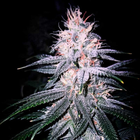 White Queen - Regular Cannabis Seeds - Legacy Line