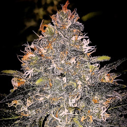 Pineapple Bubblegum - Graines de cannabis régulières - Bubble Line