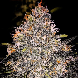 Pineapple Bubblegum - Regular Cannabis Seeds - Bubble Line