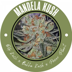 Mandela Kush - Graines de cannabis régulières - Legacy Line