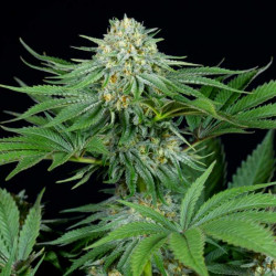 Legacy Mix x24 - Graines de cannabis régulières - Mix