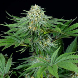 Legacy Mix x24 - Regular Cannabis Seeds - Mix