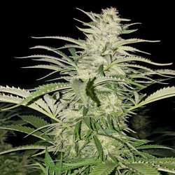 Bubble Mix x12 - Regulären Cannabissamen - Mix