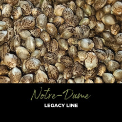 Notre Dame - Semi di cannabis regolari - Legacy Line