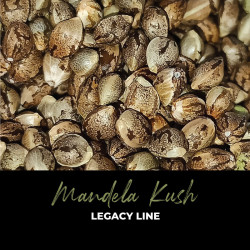 Mandela Kush - Semillas de marihuana regulares - Legacy Line