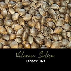 Veteran Sativa - Graines de cannabis régulières - Legacy Line