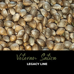 Veteran Sativa - Semi di cannabis regolari - Legacy Line