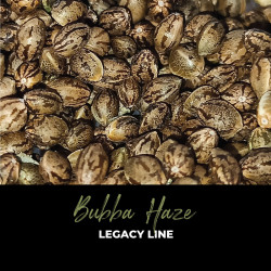 Bubba Haze - Graines de cannabis régulières - Legacy Line