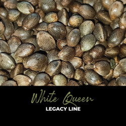 White Queen - Graines de cannabis régulières - Legacy Line