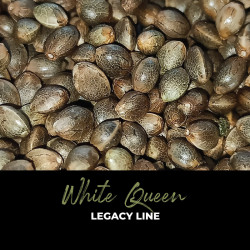 White Queen - Legacy Line semi di cannabis regolari - NYC Diesel x
