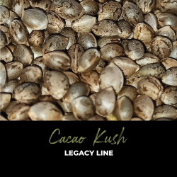 Cacao Kush - Graines de cannabis régulières - Legacy Line