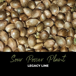 Sour Power Plant - Graines de cannabis régulières - Legacy Line