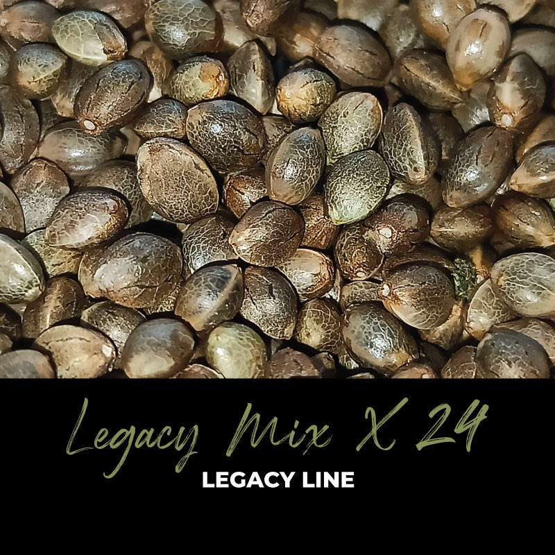 Legacy Mix x24 - Regular Cannabis Seeds - Mix
