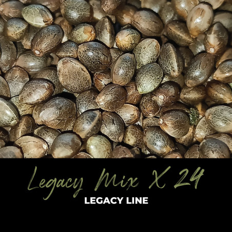 Legacy Mix x24 - Regulären Cannabissamen - Mix