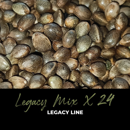 Legacy Mix x24 - Semi di cannabis regolari - Mix
