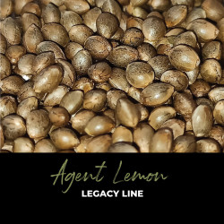 Agent Lemon - Graines de cannabis régulières - Legacy Line