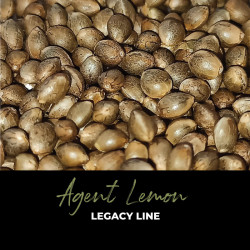 Agent Lemon - Regular Cannabis Seeds - Legacy Line