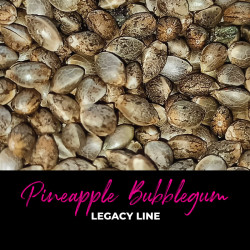 Pineapple Bubblegum - Regular Cannabis Seeds - Bubble Line