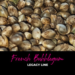 French Bubblegum - Regular Cannabis Seeds - Bubble Line