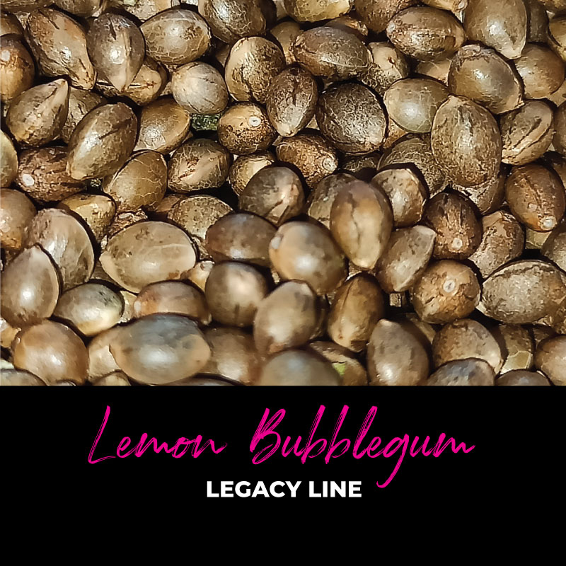Lemon Bubblegum Bubble Line Regulären Cannabissamen Original Ag