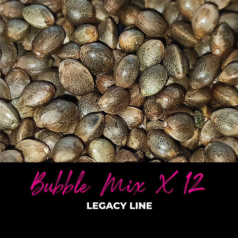 Bubble Mix x12 - Regular Cannabis Seeds - Mix