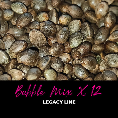 Bubble Mix x12 - Graines de cannabis régulières - Mix