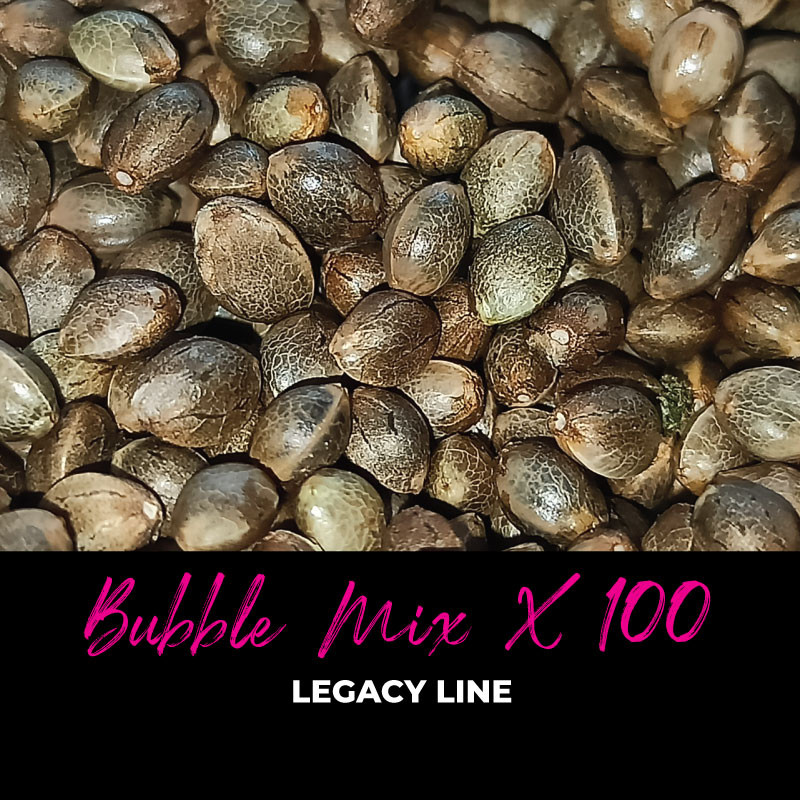 Bubble Mix x100 - Graines de cannabis régulières - Mix Bubble Mix x100 - Graines de cannabis régulières - Mix