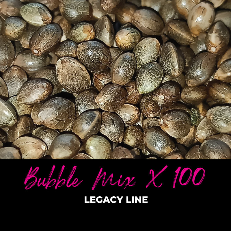 Bubble Mix x100 - Semillas de marihuana regulares - Mix