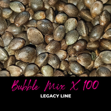 Bubble Mix x100 - Graines de cannabis régulières - Mix