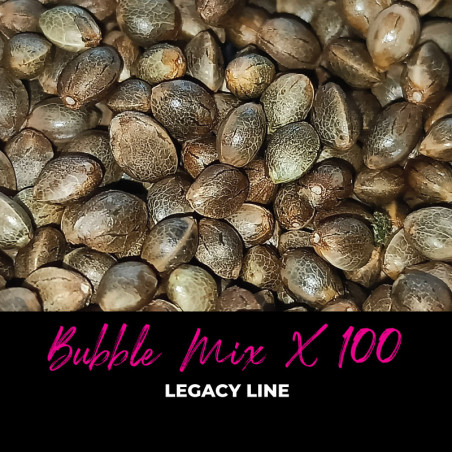 Bubble Mix x100 - Regulären Cannabissamen - Mix