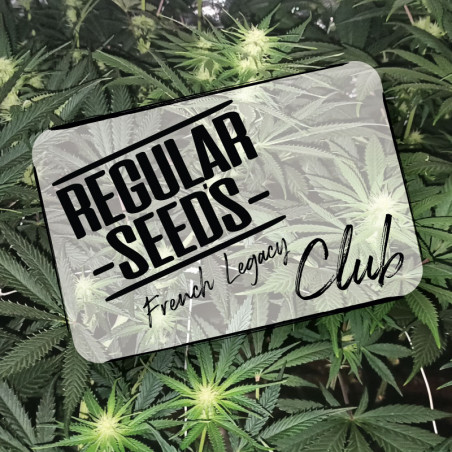 Suscríbase al club - Semillas de marihuana regulares - Club