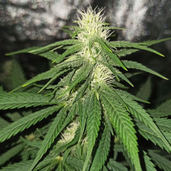 Pineapple Bubblegum - Regular Cannabis Seeds - Bubble Line