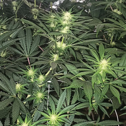 Banana Bubblegum - Regular Cannabis Seeds - Bubble Line