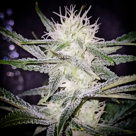 Sour Power Plant - Regular Cannabis Seeds - Legacy Line