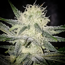 Agent Lemon - Regular Cannabis Seeds - Legacy Line