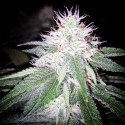 French Bubblegum - Regular Cannabis Seeds - Bubble Line