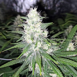 Banana Bubblegum - Regular Cannabis Seeds - Bubble Line