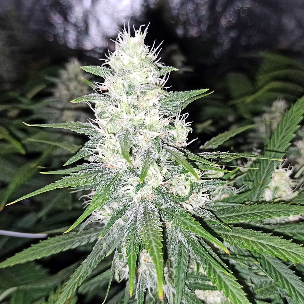 Banana Bubblegum Bubble Line regular cannabis seeds Bubblegum x