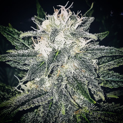 Banana Bubblegum - Semillas de marihuana regulares - Bubble Line