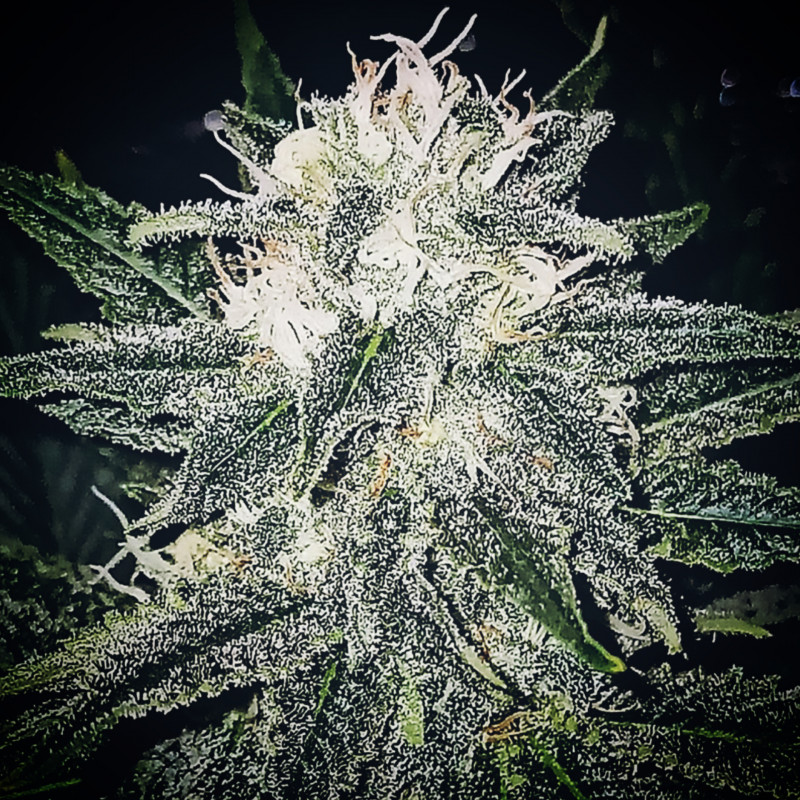 Banana Bubblegum - Regular Cannabis Seeds - Bubble Line