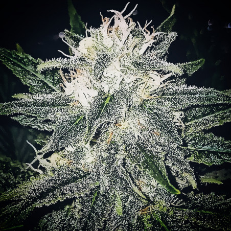 Banana BubbleGum - Semi di cannabis regolari - Bubble Line