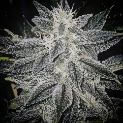 Lemon Bubblegum - Regular Cannabis Seeds - Bubble Line