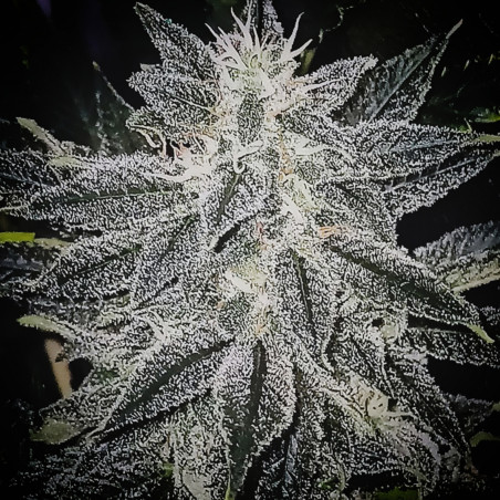 Lemon Bubblegum - Semillas de marihuana regulares - Bubble Line